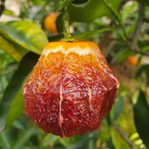 长寿湖血丝塔罗科脐橙 商品图0