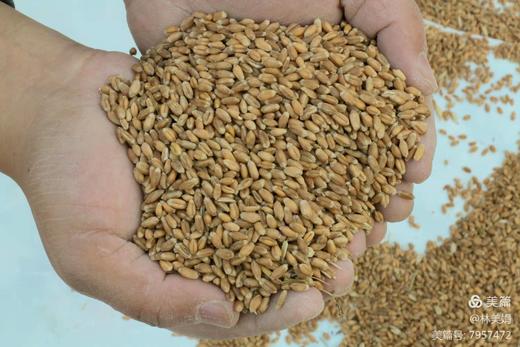 自然馒头  自然农法种植，山泉水和面，老面发酵，O添加，自然酵母 商品图6