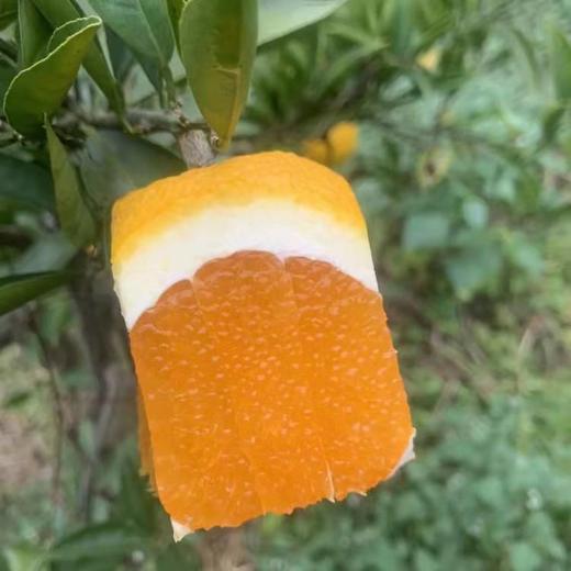 丨生态丨林权橙 伦晚脐橙 中华血橙 九月红果冻橙 纽荷尔脐橙  橙子都是大小混装，毛重十斤一箱 商品图7