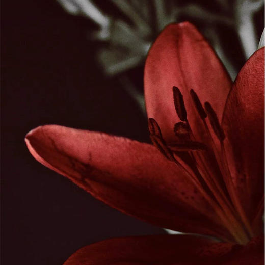 红宝石百合瓶  · 年宵花 商品图3