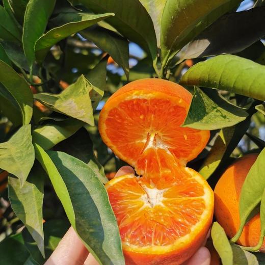 长寿湖血丝塔罗科脐橙 商品图6