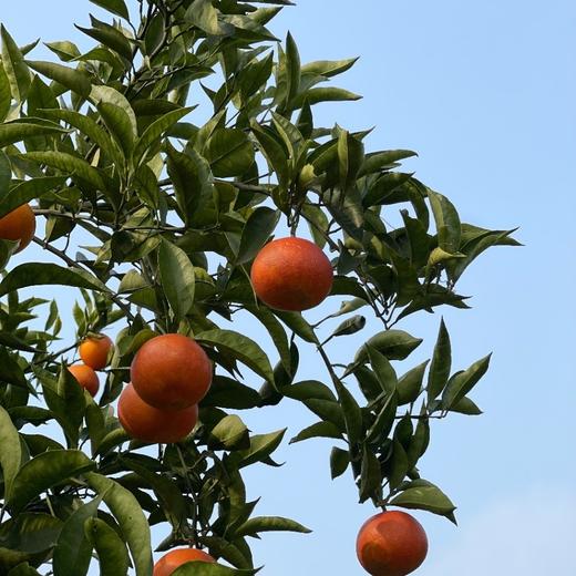 长寿湖血丝塔罗科脐橙 商品图12