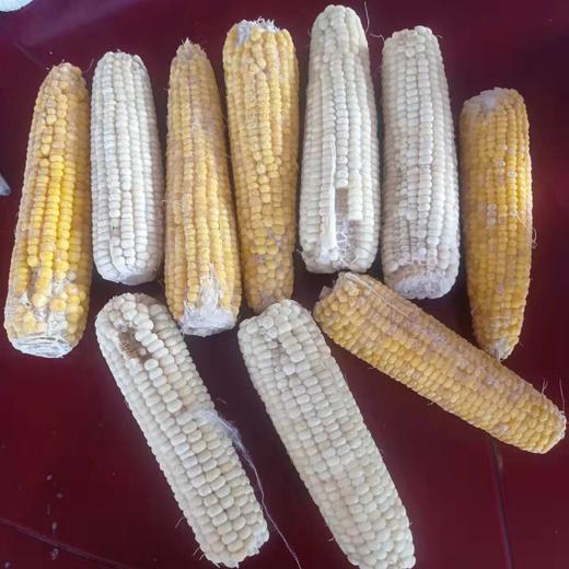 特价玉米满箱（2025年） 商品图0