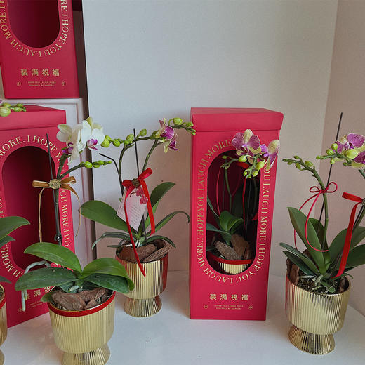 祝福满满  高级感蝴蝶兰礼盒 商品图6