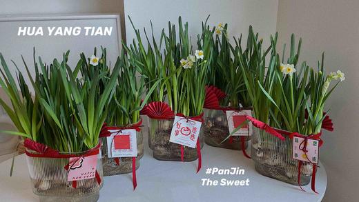 期待花开  新年水仙 · 瓶插花  含花瓶 商品图0