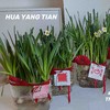 期待花开  新年水仙 · 瓶插花  含花瓶 商品缩略图1