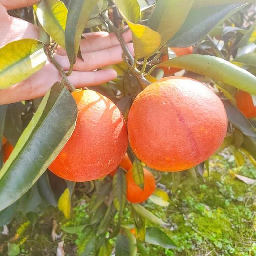 长寿湖血丝塔罗科脐橙 商品图11