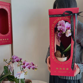 祝福满满  高级感蝴蝶兰礼盒