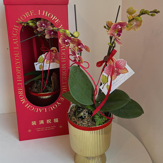 祝福满满  高级感蝴蝶兰礼盒 商品图9