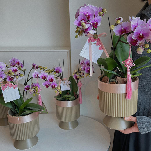 紫气东来 蝴蝶兰盆 · 年宵花 商品图0