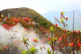 4.1【云浮】天露山杜鹃•国恩寺•开平碉楼群3天<臻享1元>