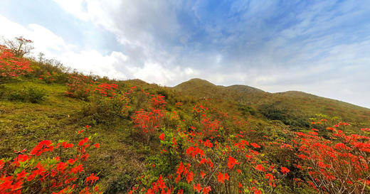 4.1【云浮】天露山杜鹃•国恩寺•开平碉楼群3天<臻享1元> 商品图2