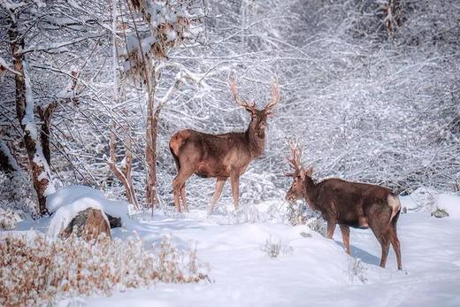 【喇叭河·蓝水晶大酒店】699元 / 899元住宿+门票+索道票+观光票，领略“北欧”云海、鹿群的童话世界 商品图1