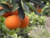 树上熟.阳光赤橙10斤 商品缩略图2