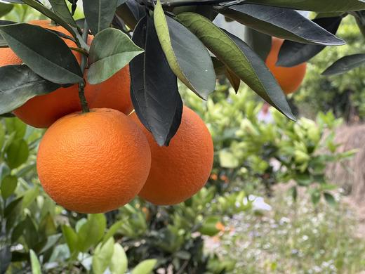 树上熟.阳光赤橙10斤 商品图2