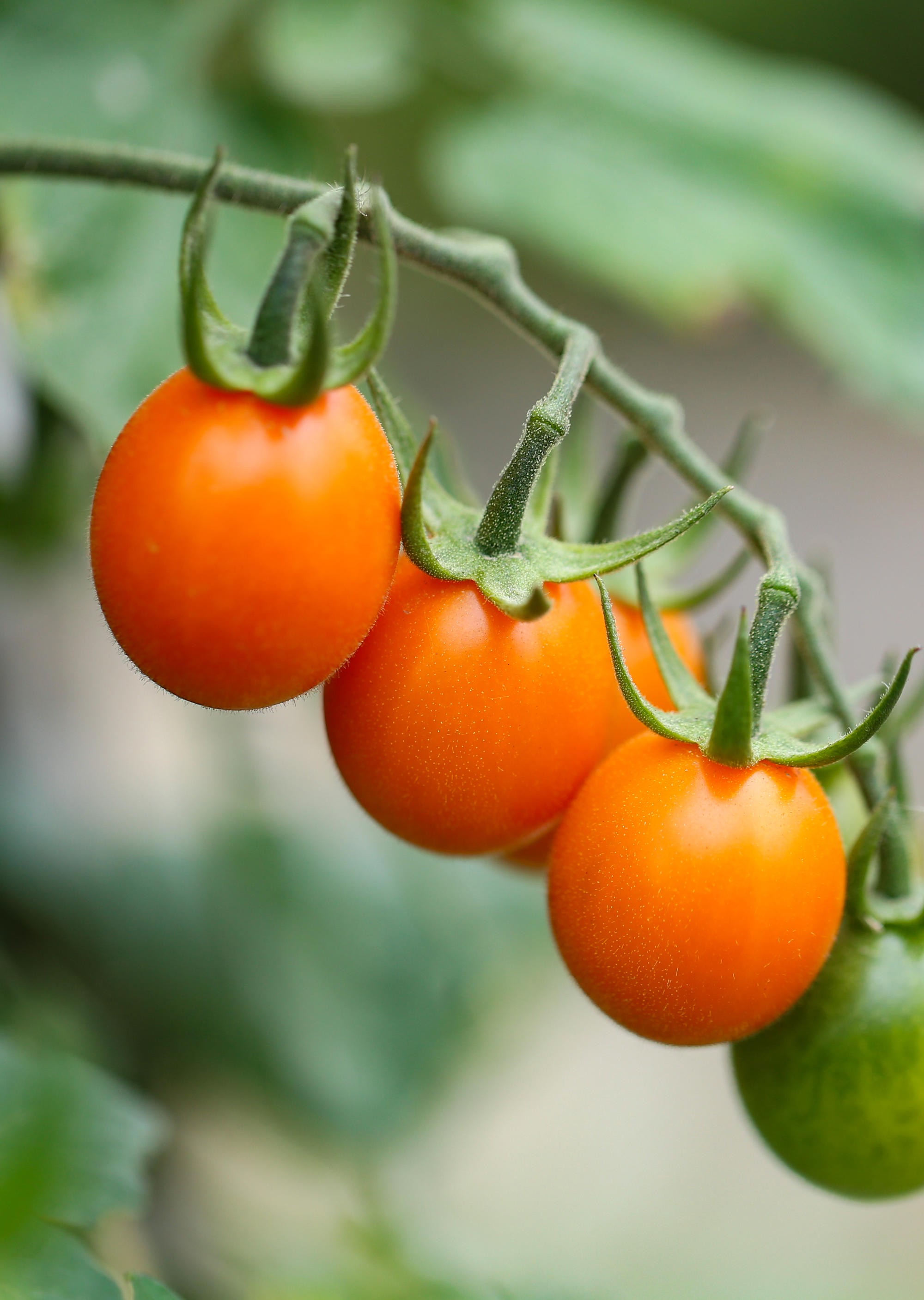 稀有水果番茄 金玲珑小番茄 3斤350个左右 顺丰包邮