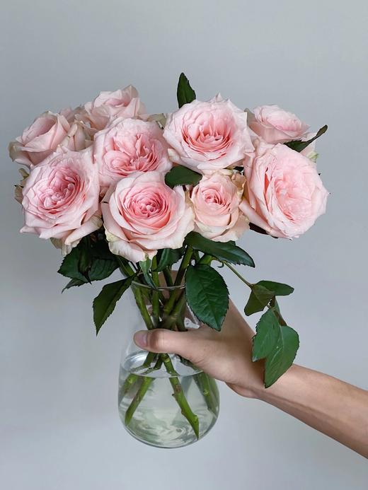 丽江基地单头玫瑰 ｜ 天秤座 商品图3