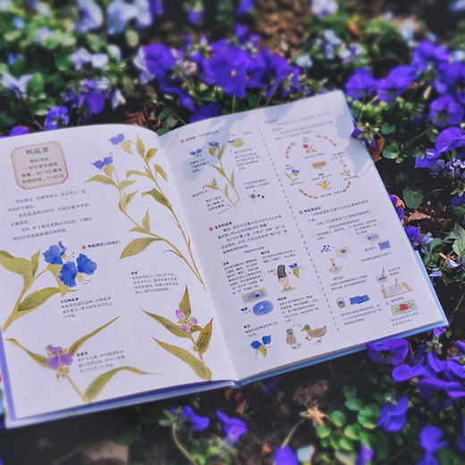 我们身边的野花图鉴 春夏+秋冬2册 彩铅手绘图鉴 科普博主刘夙 商品图3