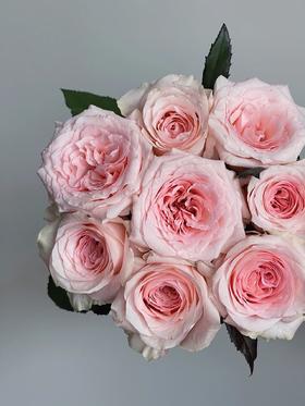 单头玫瑰 ｜ 天秤座