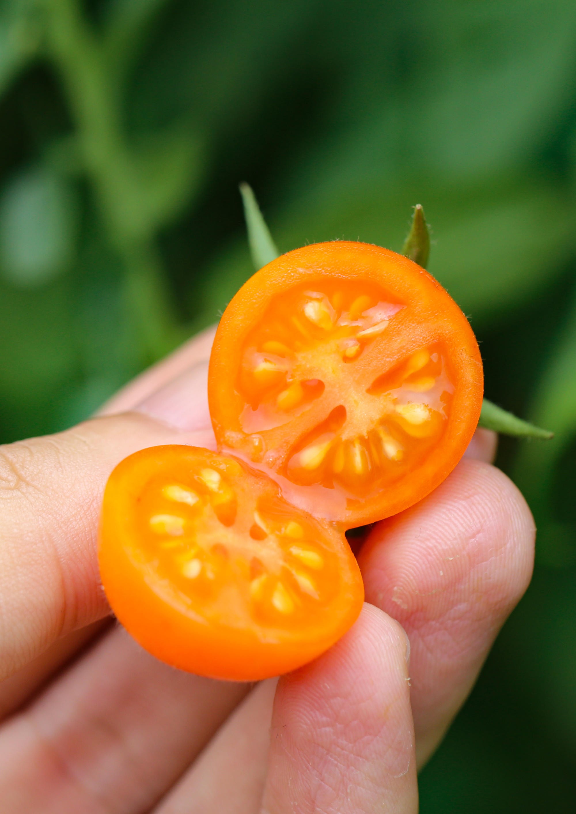 稀有水果番茄 金玲珑小番茄 3斤350个左右 顺丰包邮
