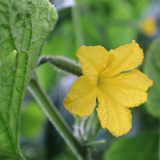 【密农特色 包邮装 】农家长黄瓜  现摘现发  清脆爽口 黄瓜味浓  3斤/5斤 包邮装 商品图5