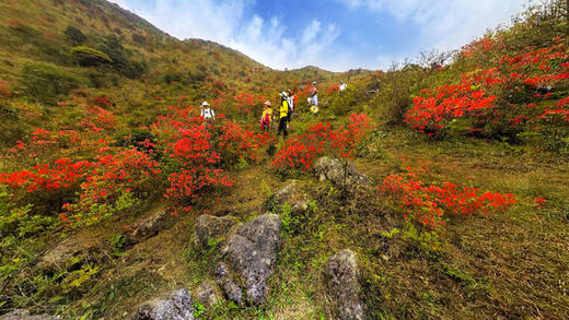 3.26，云浮天露山杜鹃花、梅溪小镇、象窝山茶园2天采风摄影 商品图2