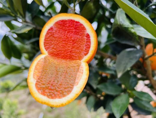 树上熟.阳光赤橙10斤 商品图1