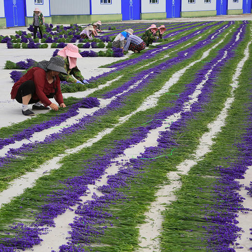 s【活动专区】【团购】新疆伊犁天然薰衣草香包30g/个  多规格可选 商品图3