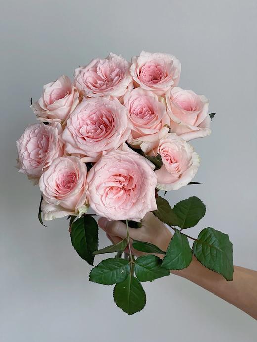 丽江基地单头玫瑰 ｜ 天秤座 商品图4