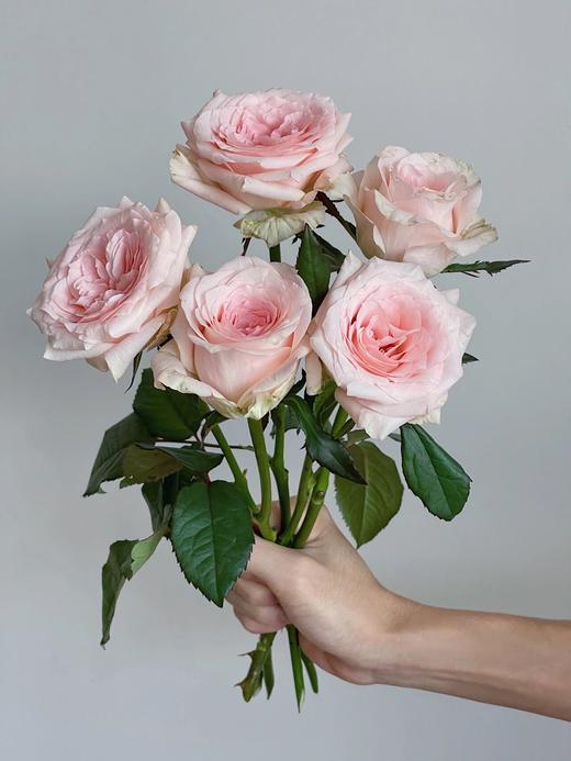 丽江基地单头玫瑰 ｜ 天秤座 商品图1