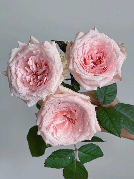 丽江基地单头玫瑰 ｜ 天秤座 商品图2