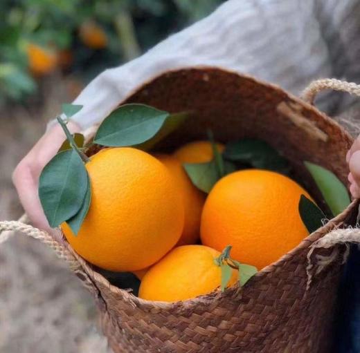 树上熟.阳光赤橙10斤 商品图0