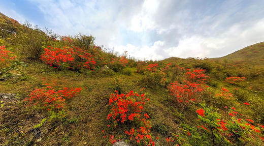 3.26，云浮天露山杜鹃花、梅溪小镇、象窝山茶园2天采风摄影 商品图1