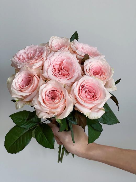 丽江基地单头玫瑰 ｜ 天秤座 商品图5