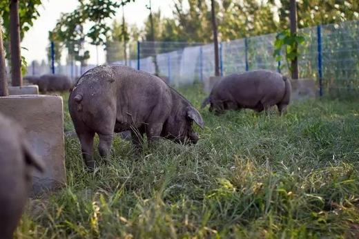 远谷家宴手礼尊享版 商品图2