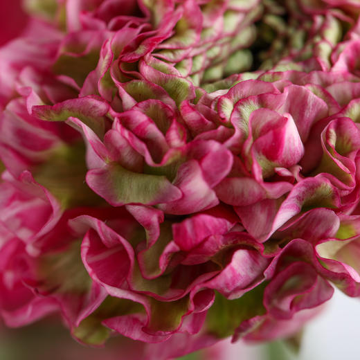 配花 ｜ 锦鲤洋牡丹玫红 商品图4