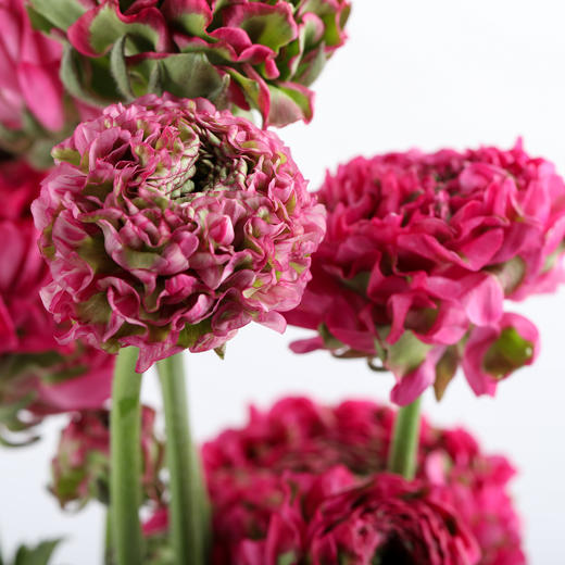 配花 ｜ 锦鲤洋牡丹玫红 商品图3