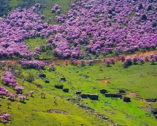 户外@【人间四月天】昆明、西昌双城蓝花楹、元谋土林、螺髻山、九十九里温泉瀑布、七里坝杜鹃、泸沽湖 7天 商品图2