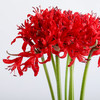 荷兰花材 ｜ 彼岸花红色Roon  商品缩略图2