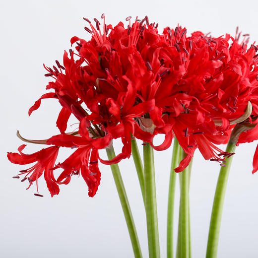 荷兰花材 ｜ 彼岸花红色Roon  商品图2
