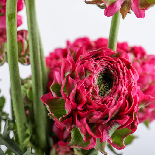 配花 ｜ 锦鲤洋牡丹玫红 商品图1