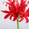 荷兰花材 ｜ 彼岸花红色Roon  商品缩略图7