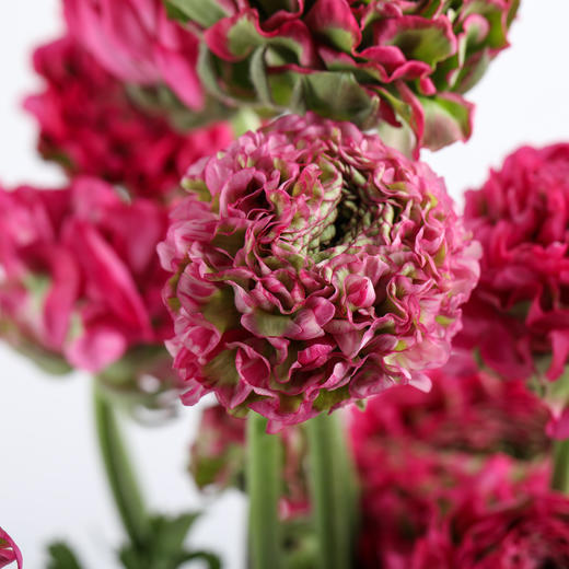 配花 ｜ 锦鲤洋牡丹玫红 商品图2