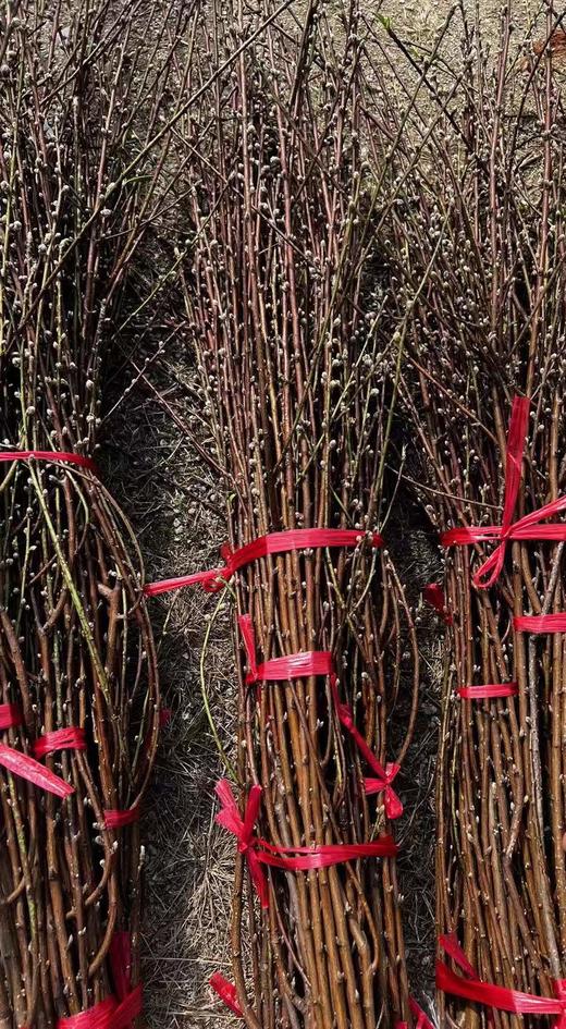 【 '桃‘你欢心】  桃花 红色 约7-8枝/扎 约70公分  单扎 商品图14