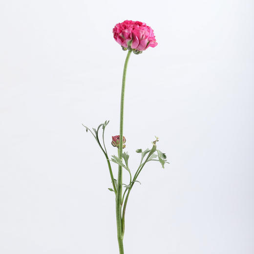 配花 ｜ 锦鲤洋牡丹玫红 商品图5