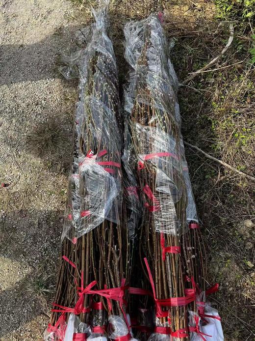 【 '桃‘你欢心】  桃花 红色 约7-8枝/扎 约70公分  单扎 商品图12