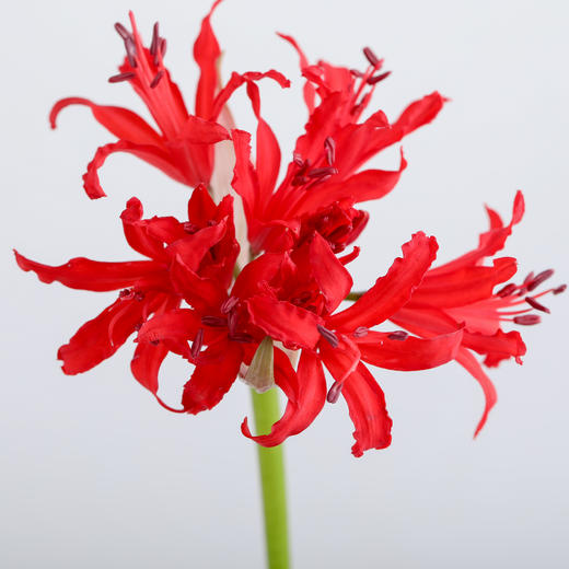 荷兰花材 ｜ 彼岸花红色Roon  商品图8