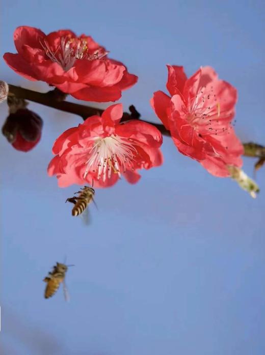 【 '桃‘你欢心】  桃花 红色 约7-8枝/扎 约70公分  单扎 商品图2