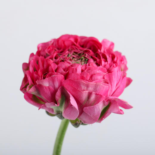 配花 ｜ 锦鲤洋牡丹玫红 商品图6