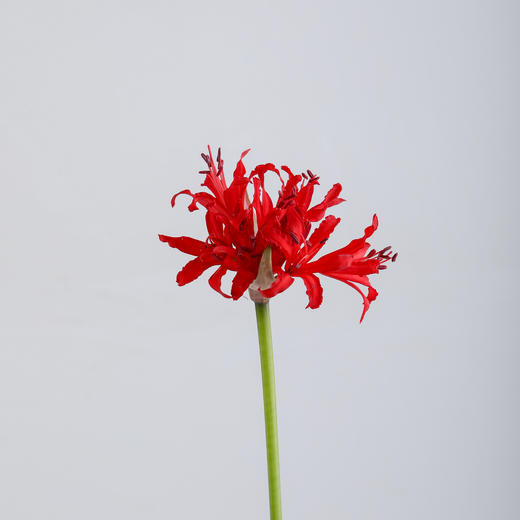 荷兰花材 ｜ 彼岸花红色Roon  商品图6